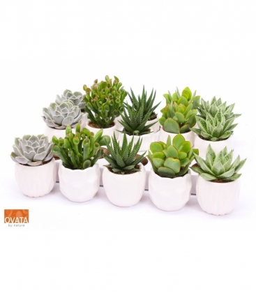 succulents