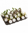Philodendron