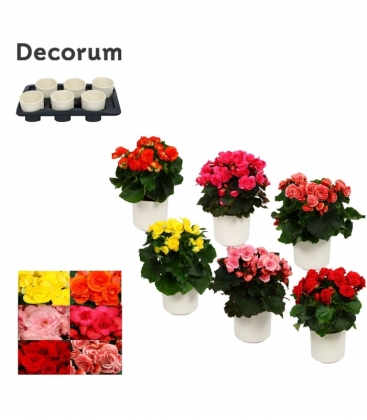 Begonia