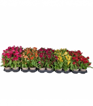 Celosia