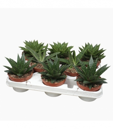 Aloe