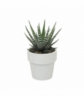 Haworthia