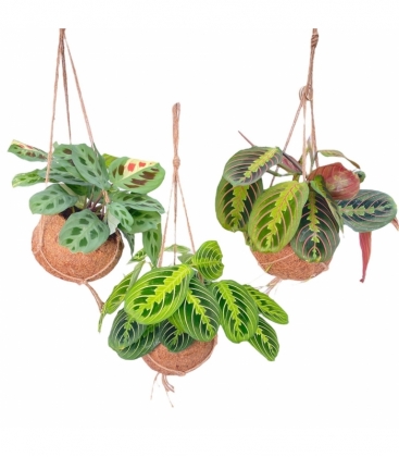 Maranta