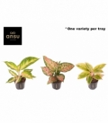Aglaonema