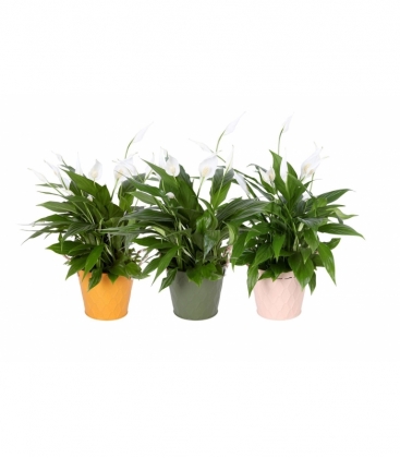 Spathiphyllum