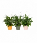 Spathiphyllum