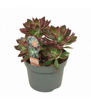 Echeveria