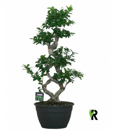 Ficus