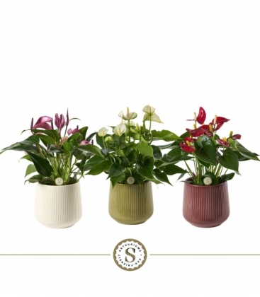 Anthurium