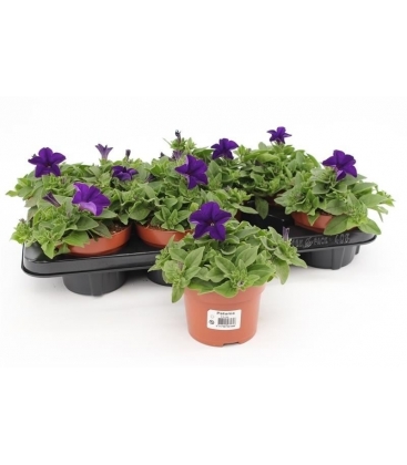 Petunia