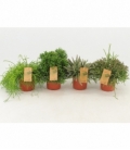 Rhipsalis