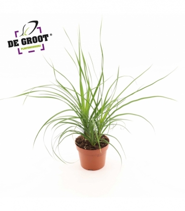 Beaucarnea