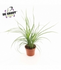 Beaucarnea