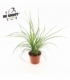 Beaucarnea