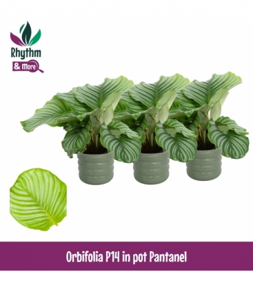 Calathea