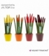 Sansevieria
