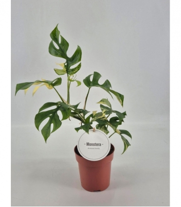 Monstera