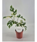 Monstera