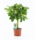 Schefflera