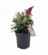Buddleja