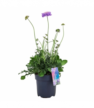 Scabiosa