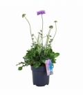 Scabiosa