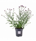 Verbena