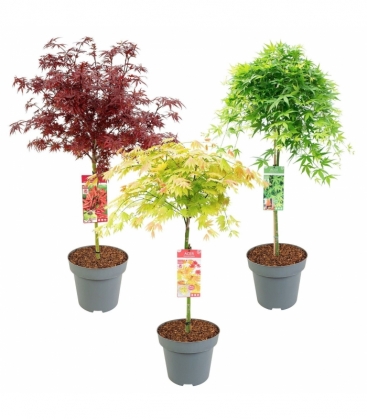 Acer
