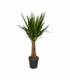 Yucca