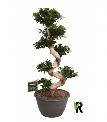 Ficus