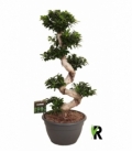 Ficus