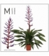 Aechmea