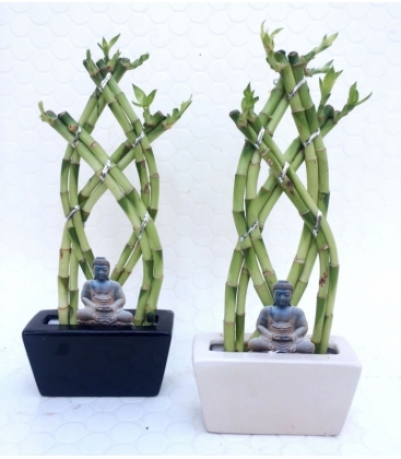 Dracaena