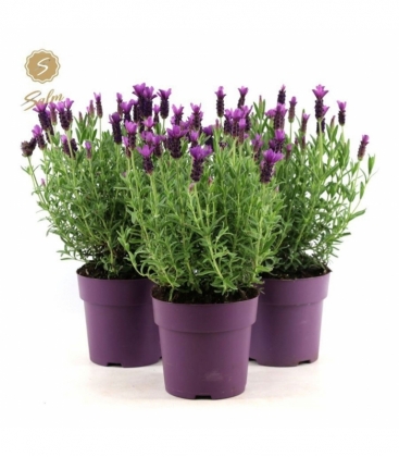 Lavandula