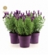 Lavandula