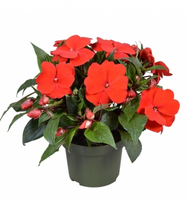 Impatiens