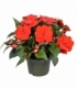 Impatiens