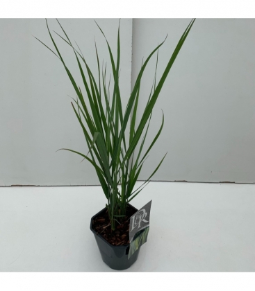 Panicum