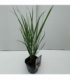 Panicum