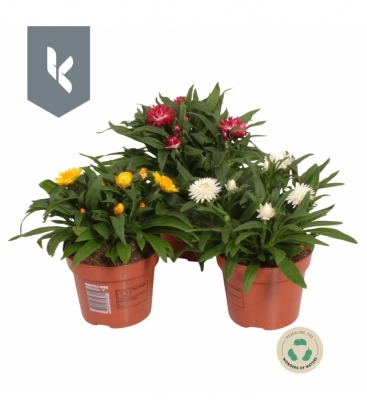 Helichrysum