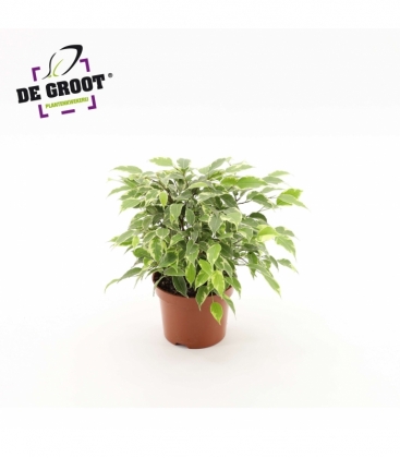 Ficus