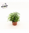 Ficus