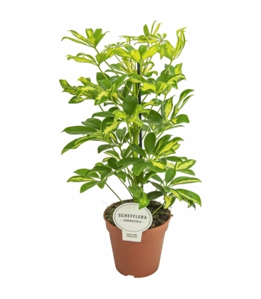Schefflera