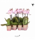 Phalaenopsis