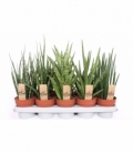 Sansevieria