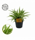 Chlorophytum
