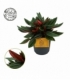 Peperomia