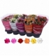 Kalanchoe