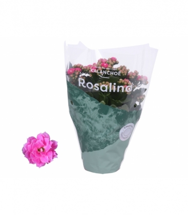 Kalanchoe