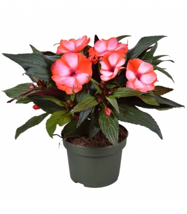 Impatiens